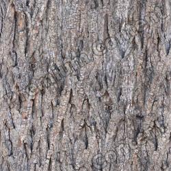 Seamless Tree Bark